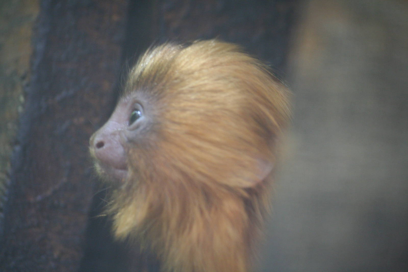 Young golden lion tamarin