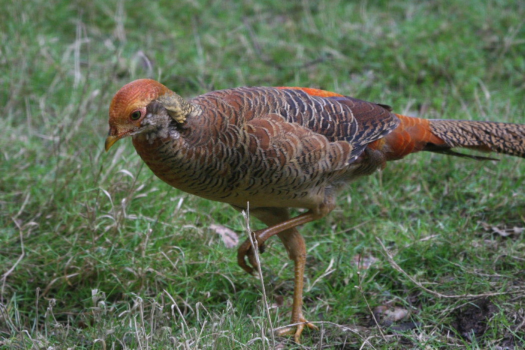 Young Golden Pheasant