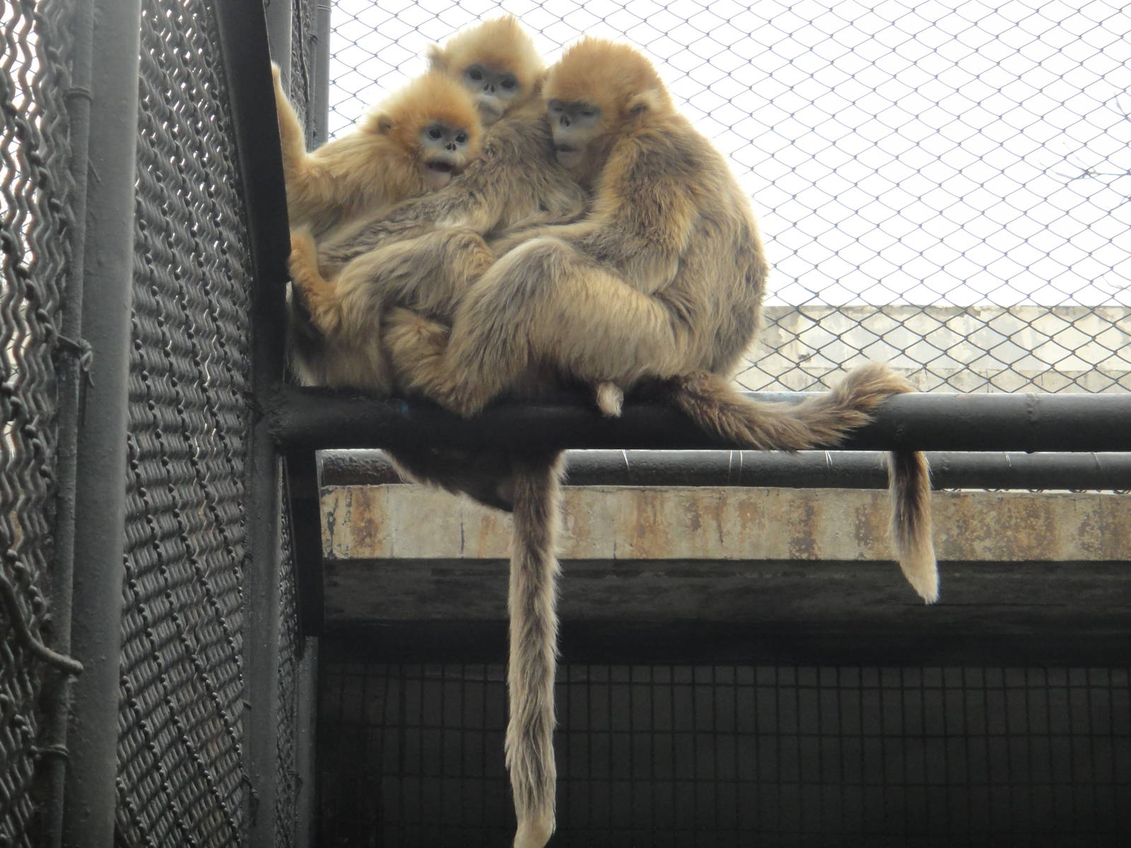 Young golden snub-nosed monkeys /Rhinopithecus roxellana