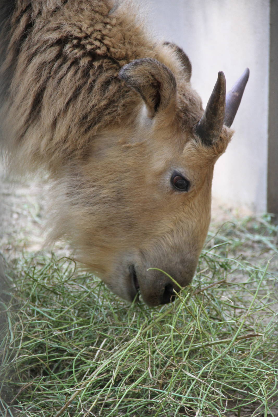 Young Golden Takin (Budorcas bedfordi)