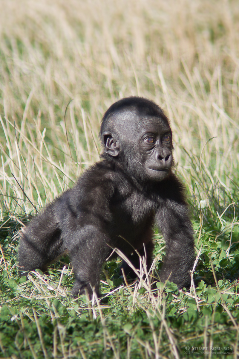 Young Gorilla - 30/09/2011