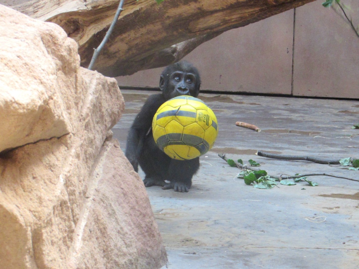 Young gorilla Ajabu. Messi successor - July/2017