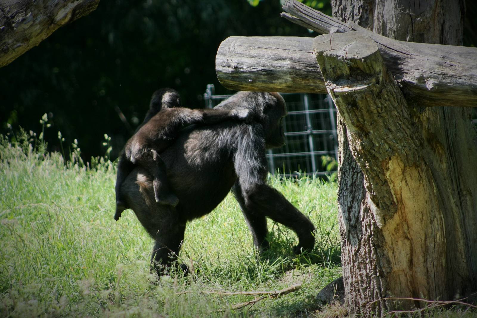Young Gorilla - Burger's Zoo