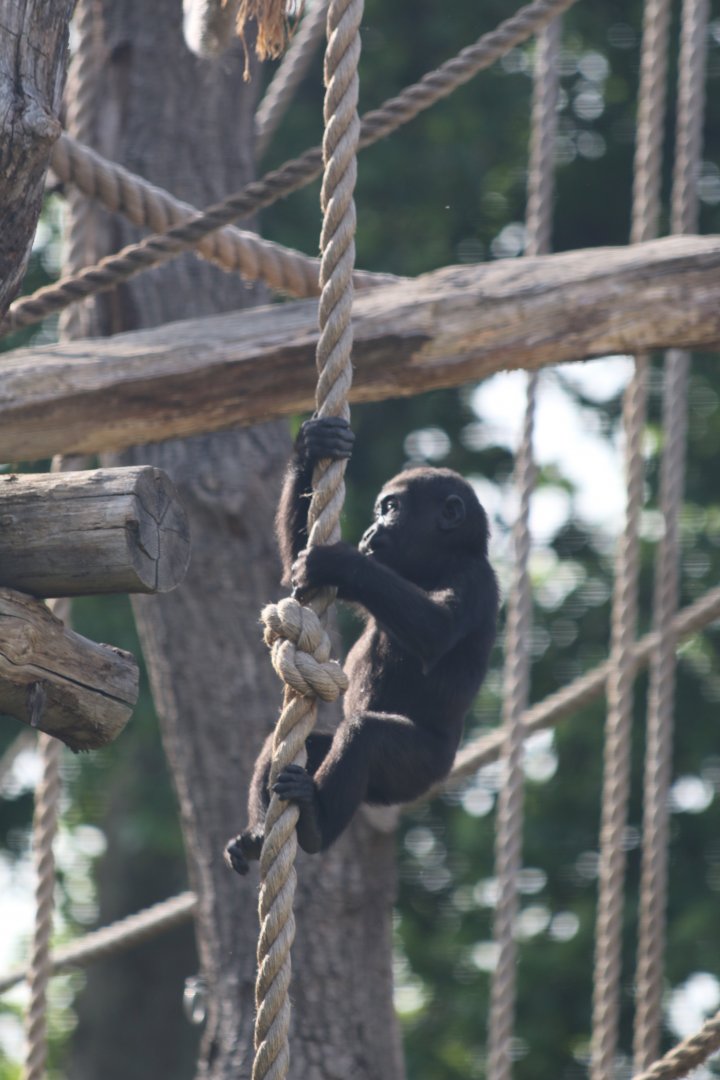 Young Gorilla Climbing