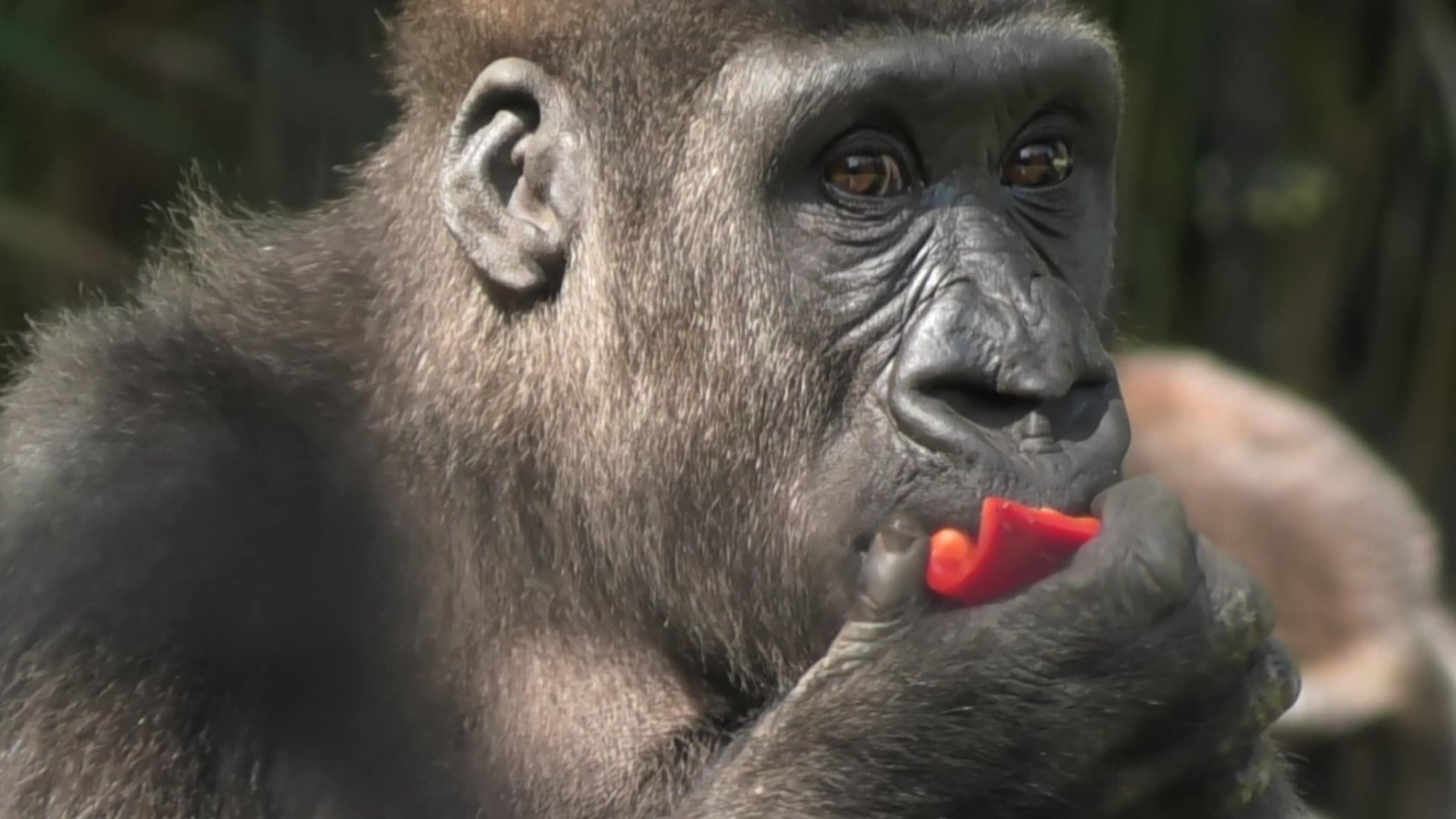 Young gorilla eating a pepper