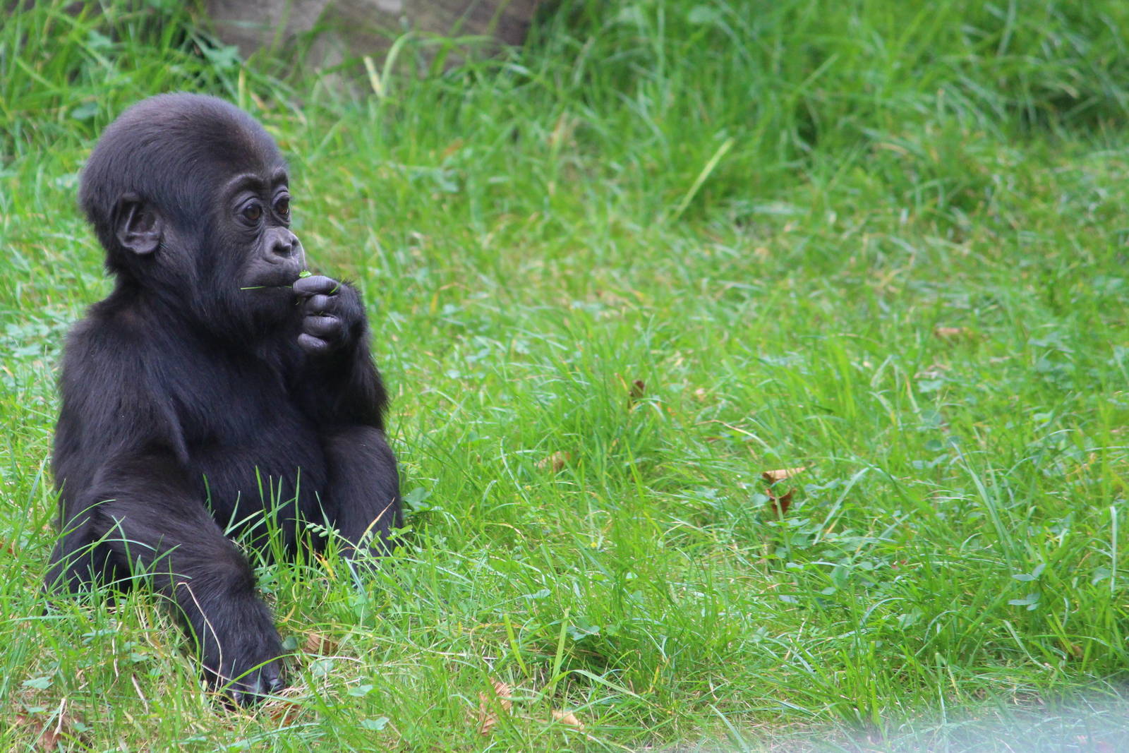 Young gorilla, Krefeld Zoo, September 2014