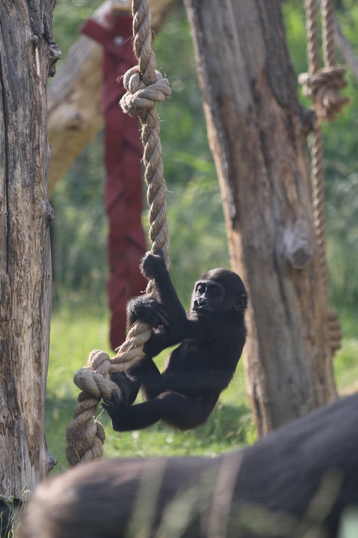 Young Gorilla on the Ropes