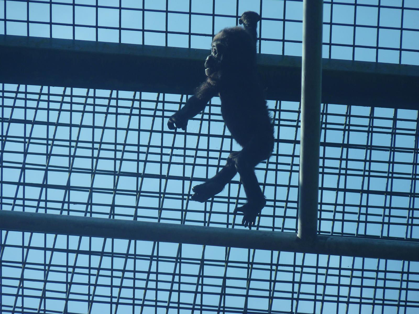 Young Gorilla Scaling Palace of the Apes