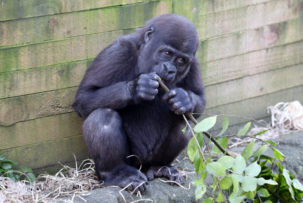Young Gorilla