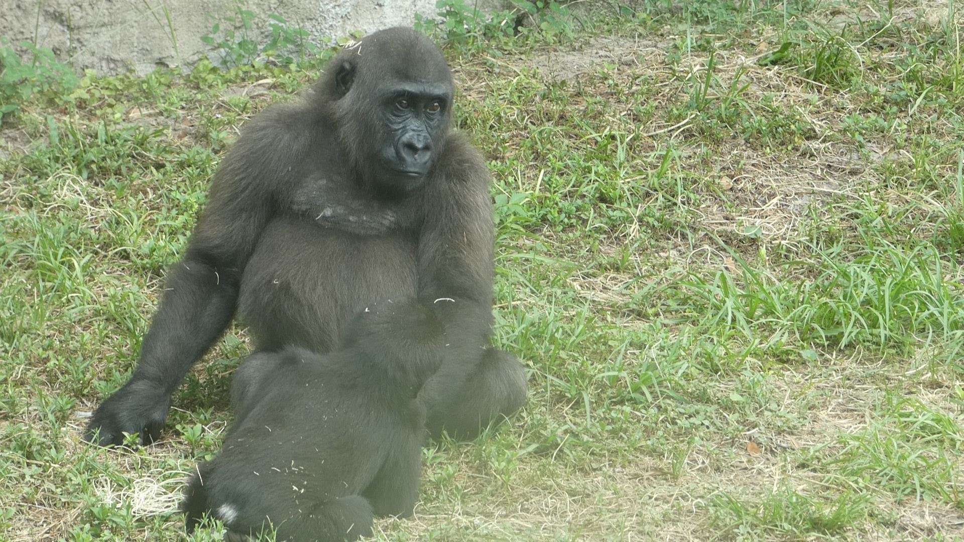 Young Gorillas, African Forest - June 2022