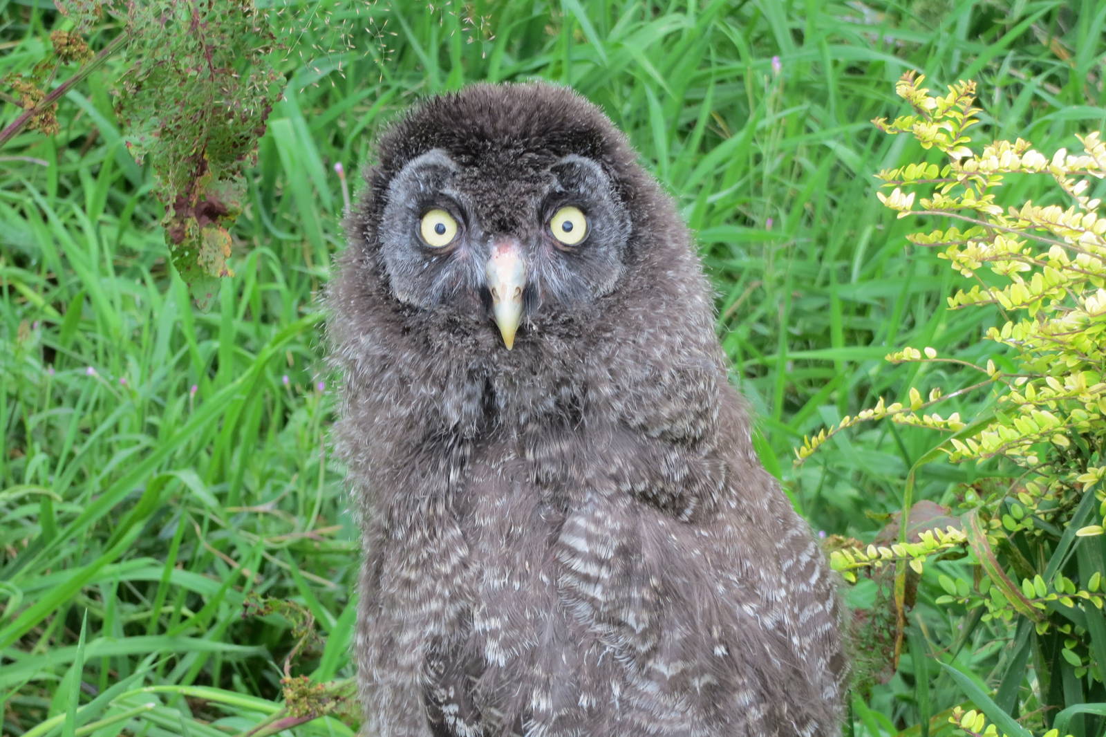 Young Great Grey Owl 090815