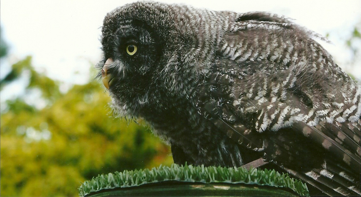 Young Great Grey Owl 3rd August 2012