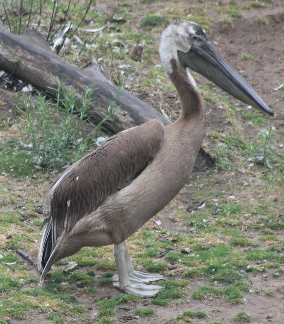 Young Great white pelican