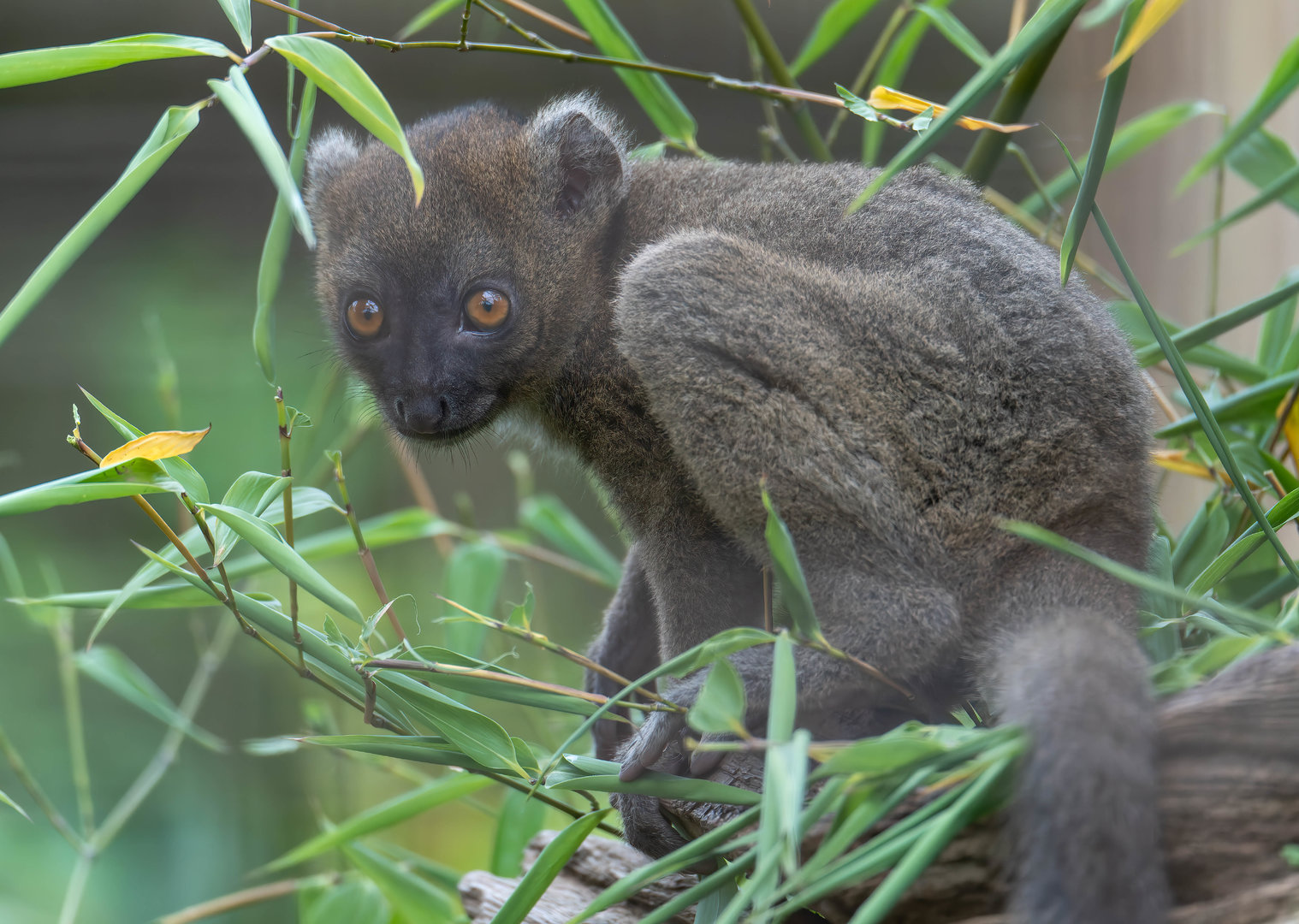 Young greater bamboo lemur, CWP, UK