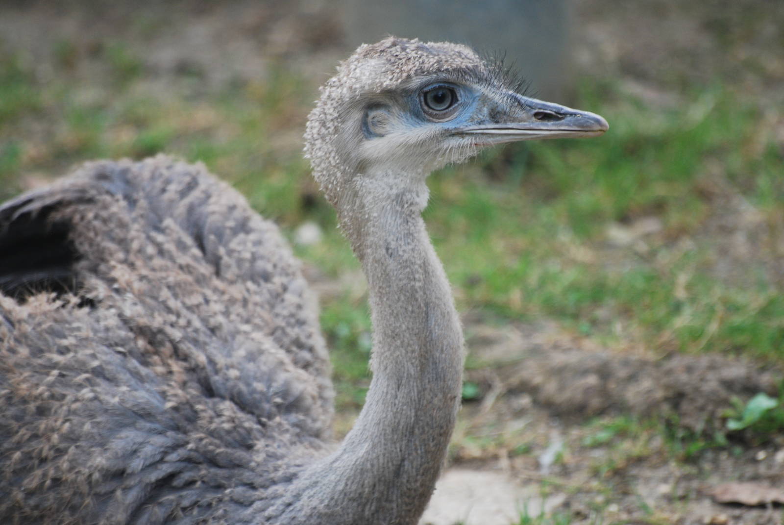 Young greater rhea