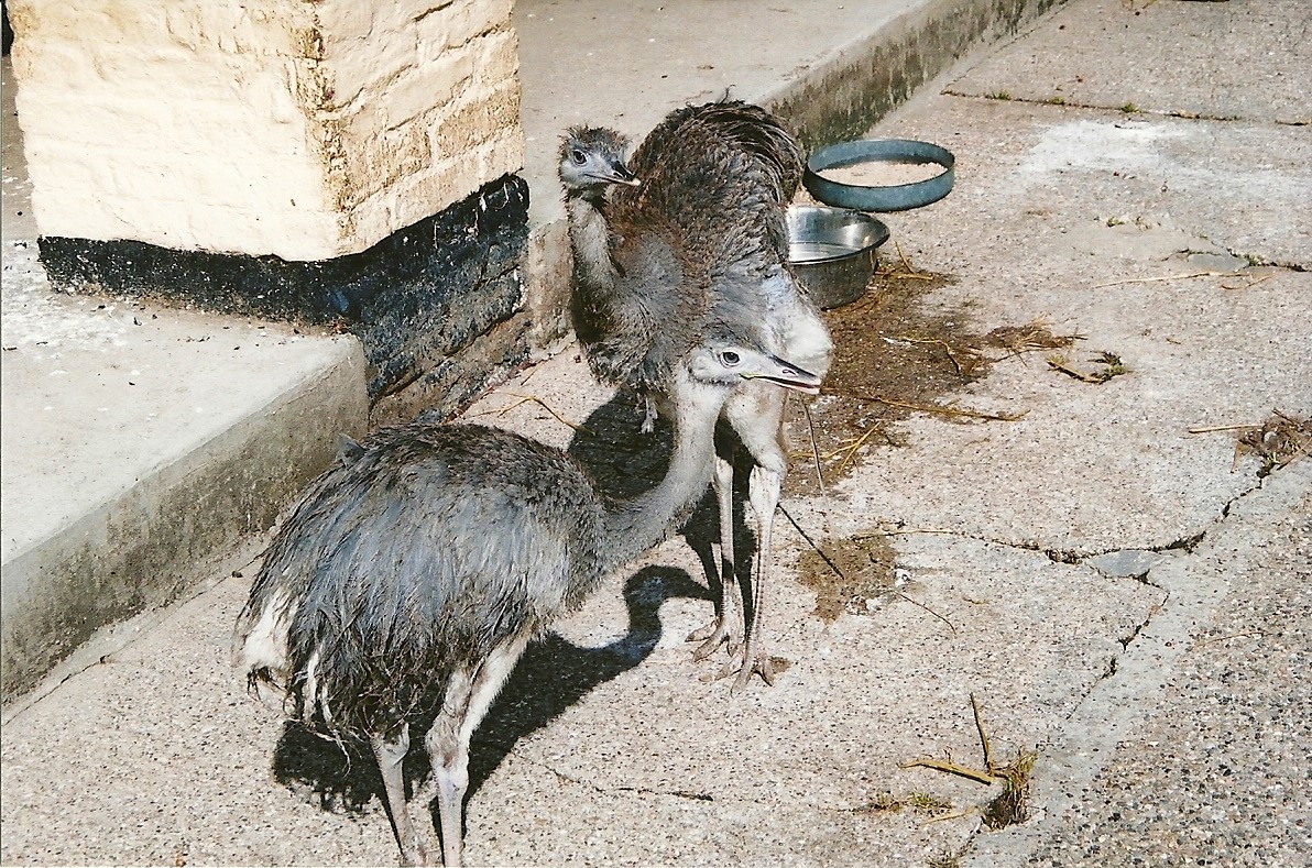 Young Greater Rheas in the former contact area, 2006