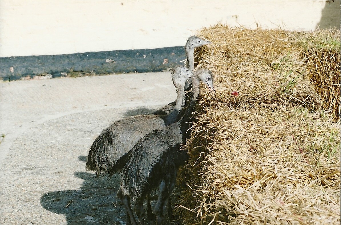 Young Greater Rheas in the former contact area, 2006