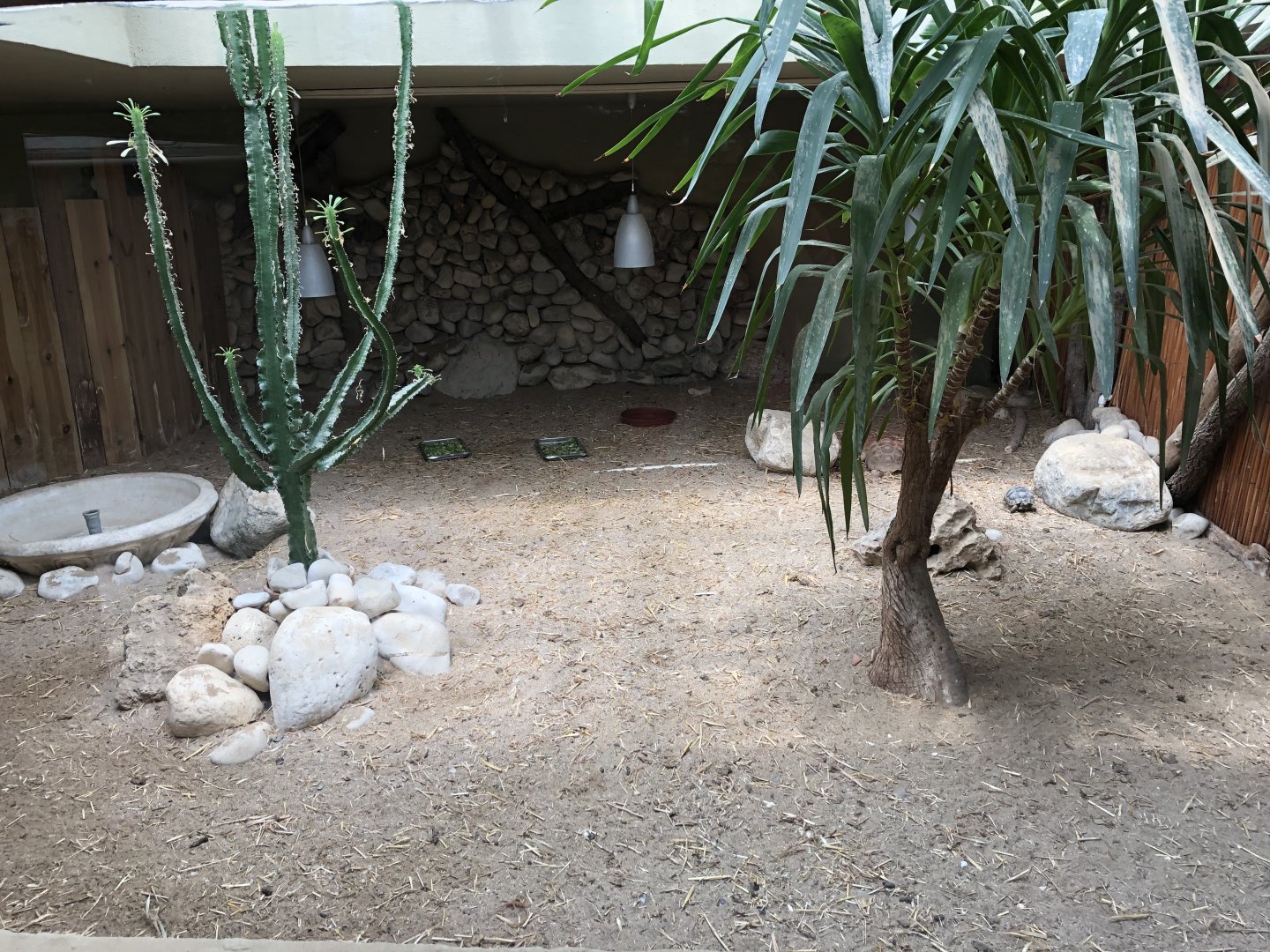 Young Greek tortoises