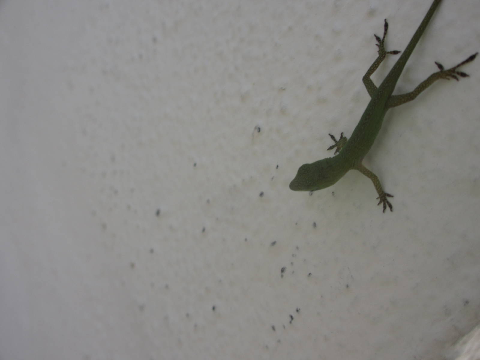 Young Green Anole