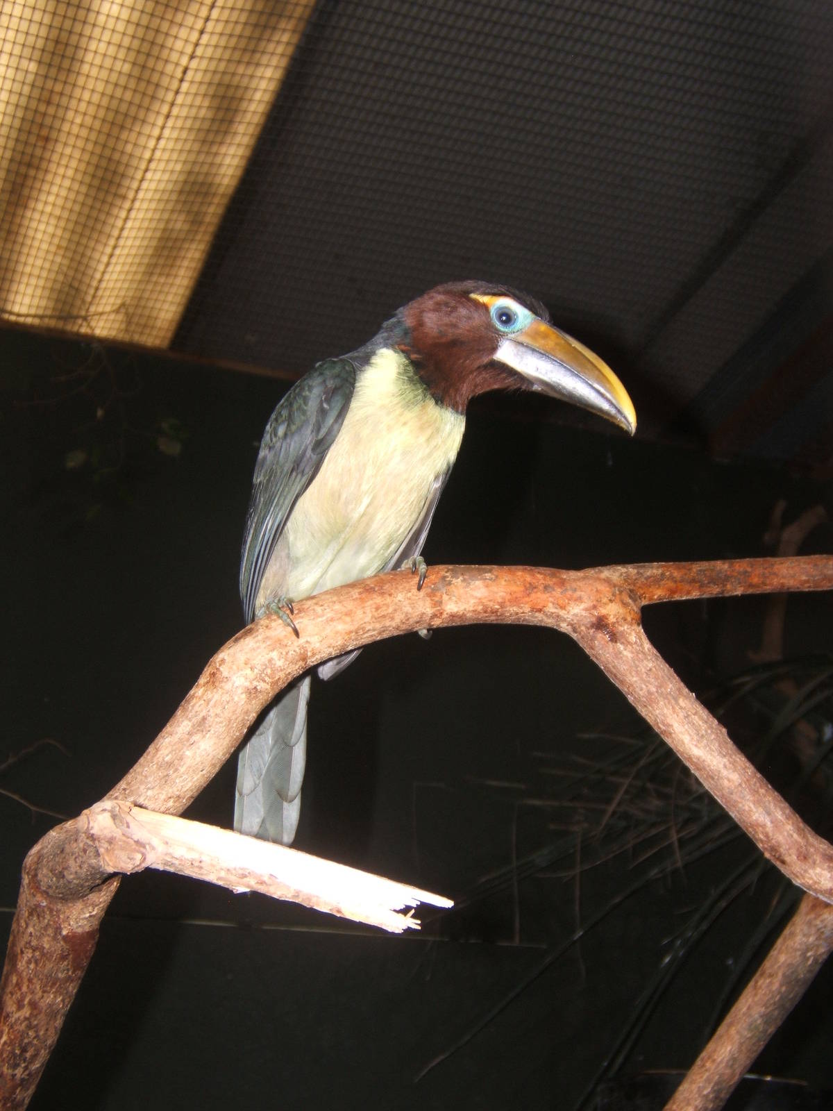 Young Green Aracari