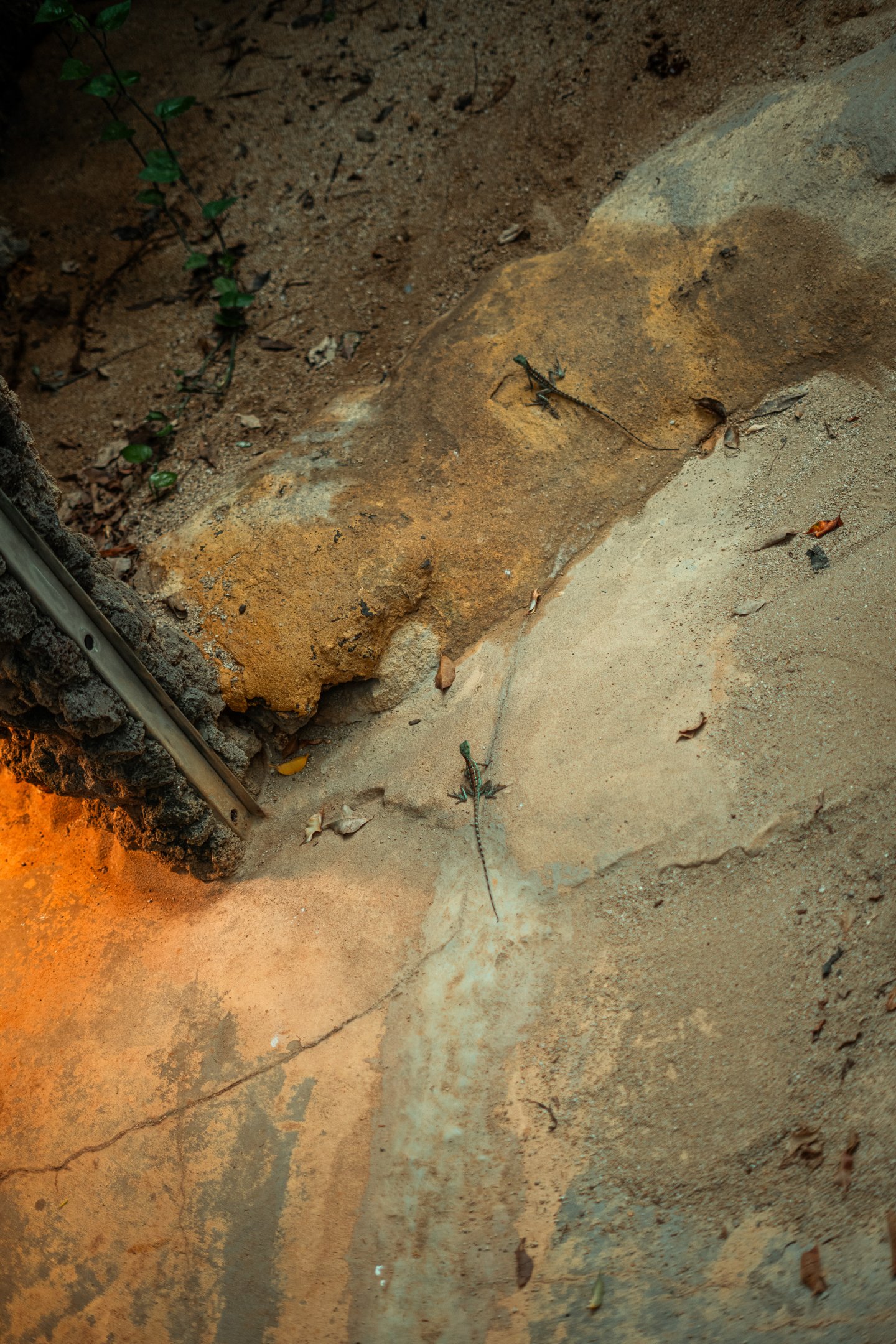 Young Green basilisks in the crocodile enclosure