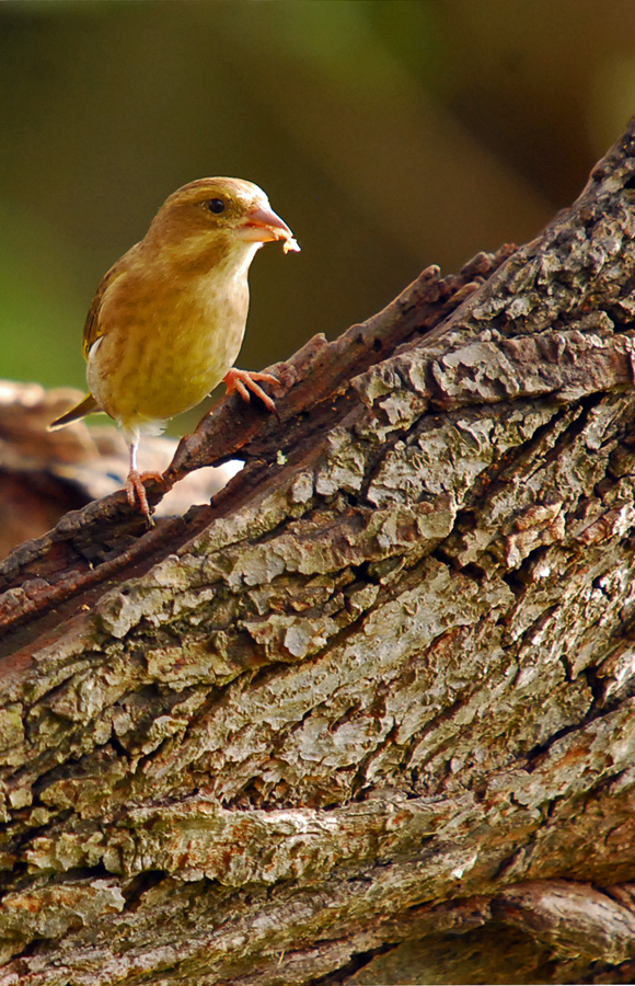 Young Green finch