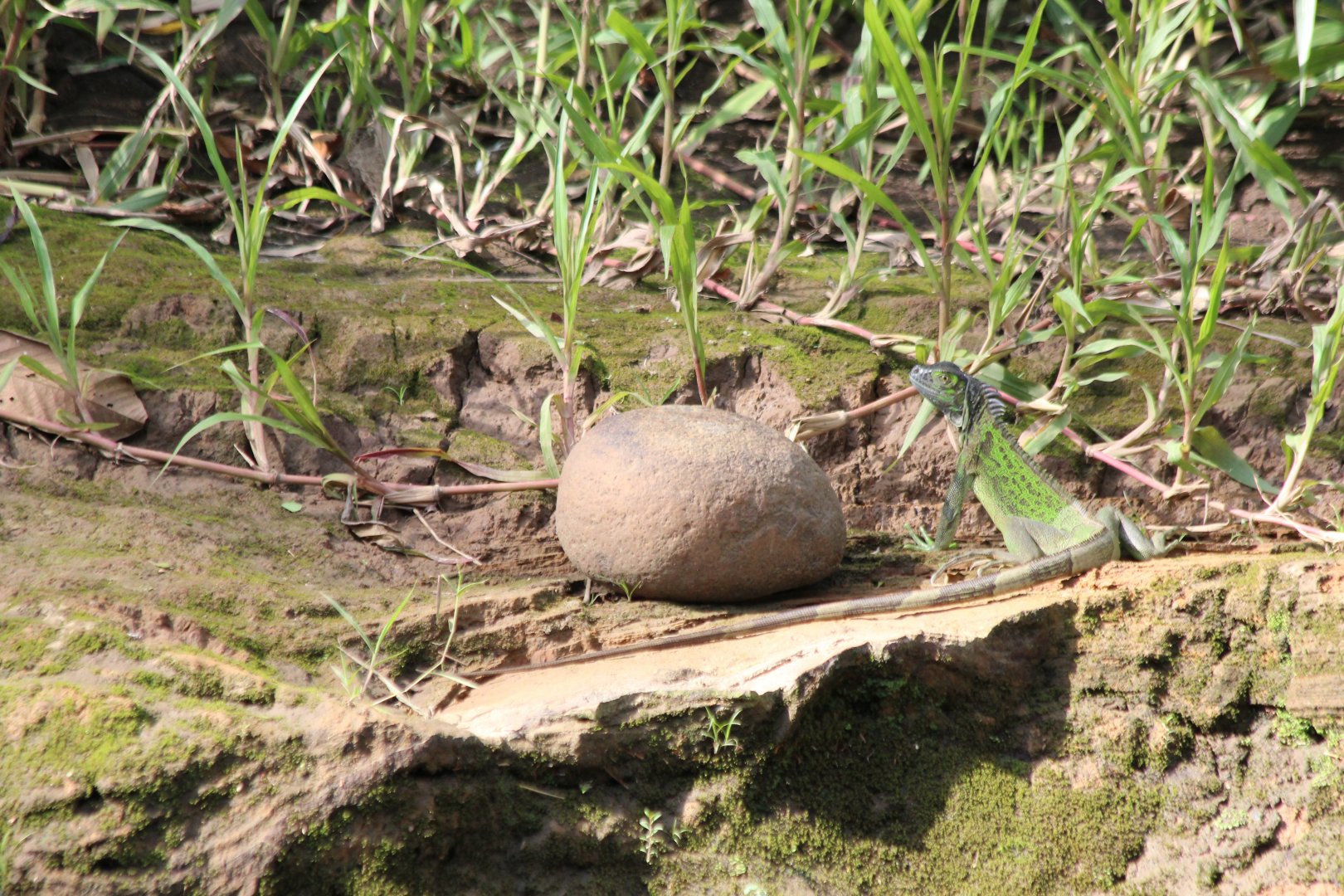 Young Green Iguana - Mar 2019