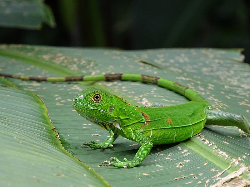 Young green iguana