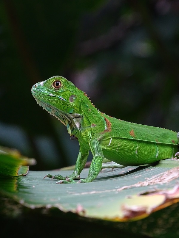 Young green iguana
