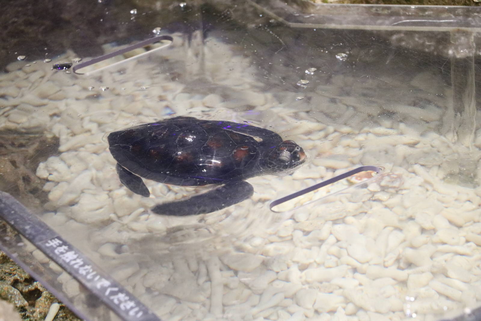 Young green turtle - Sumida Aquarium, February 2016