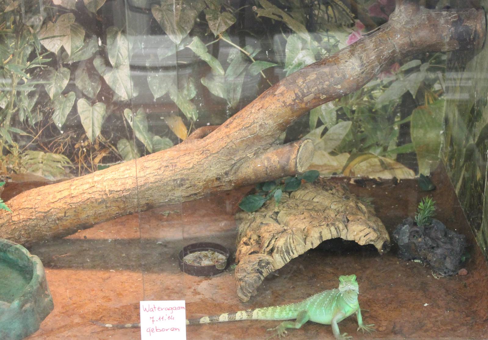 Young Green water dragon