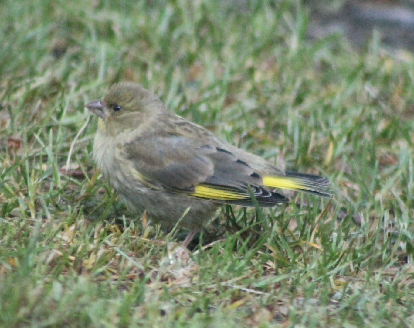 Young Greenfinch