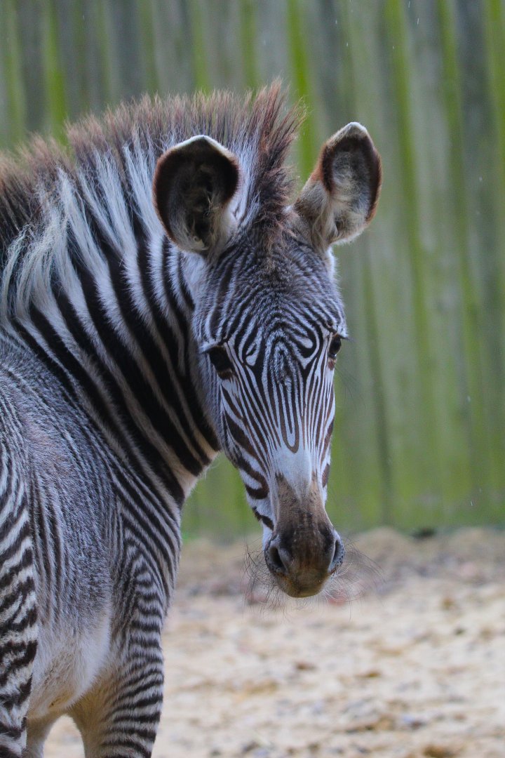 Young Grevy's Zebra- 8th January 2024