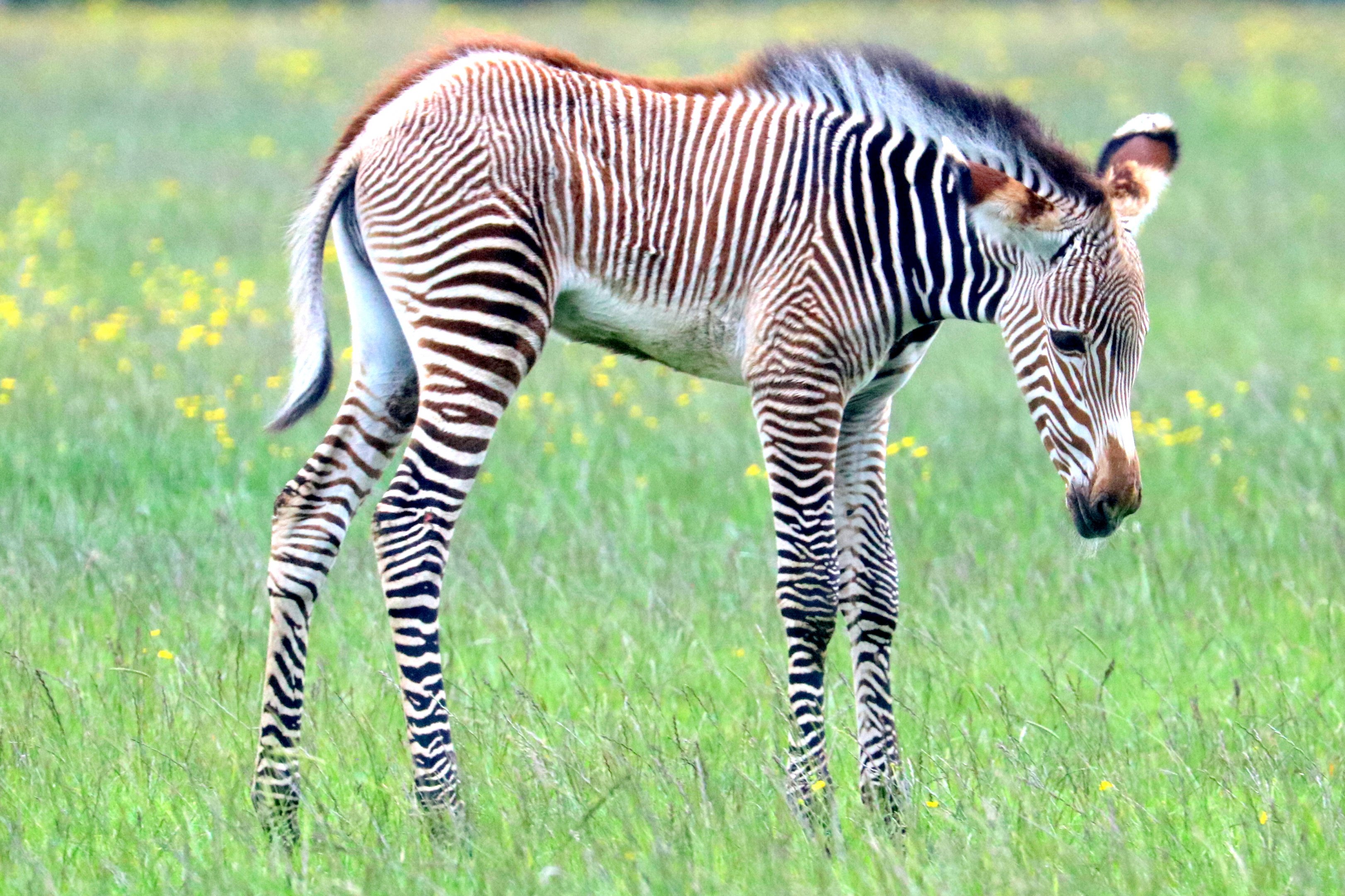 Young Grevy's zebra; Whipsnade; 14th June 2019