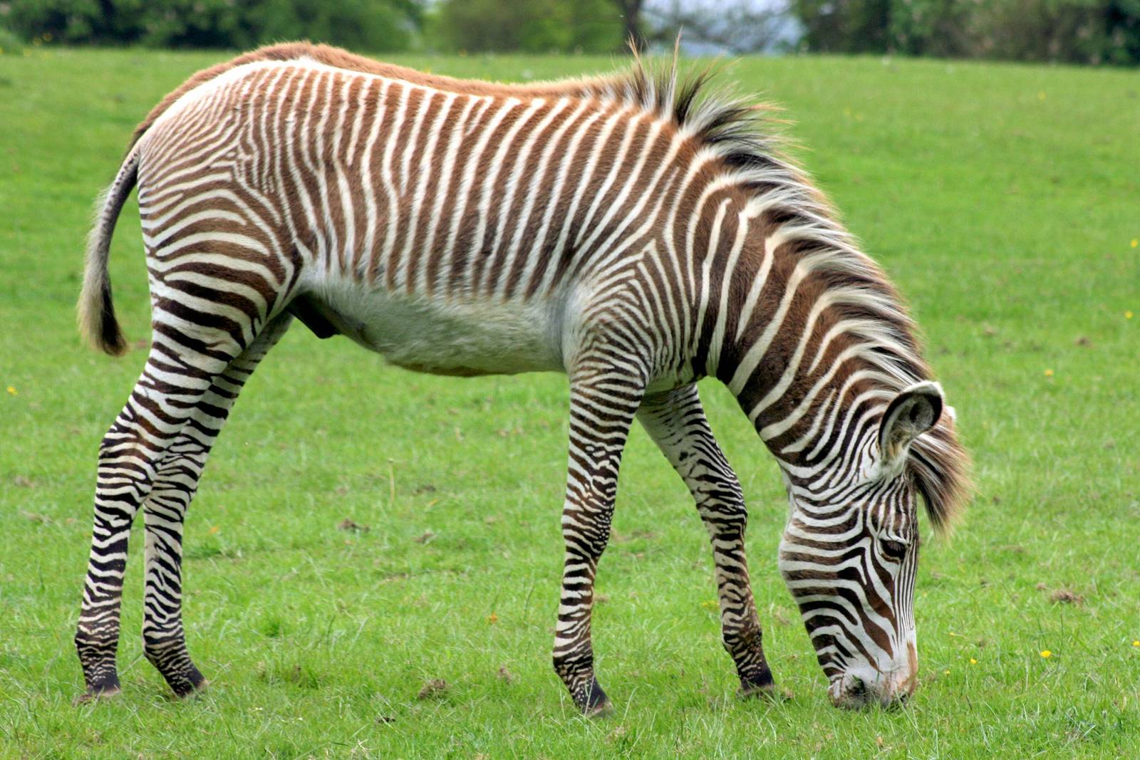 Young Grevy's zebra; Whipsnade; 23rd May 2015