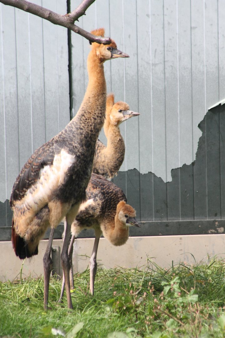 Young Grey crowned cranes