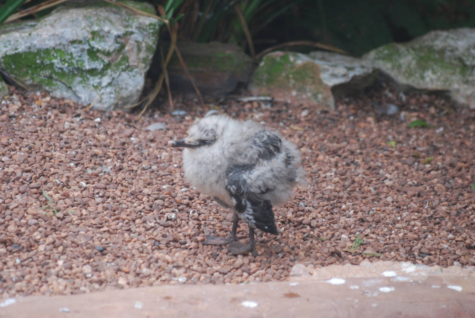 Young grey gull?