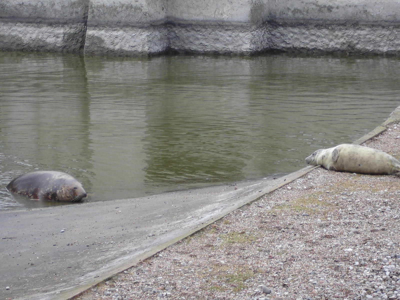 Young grey seal