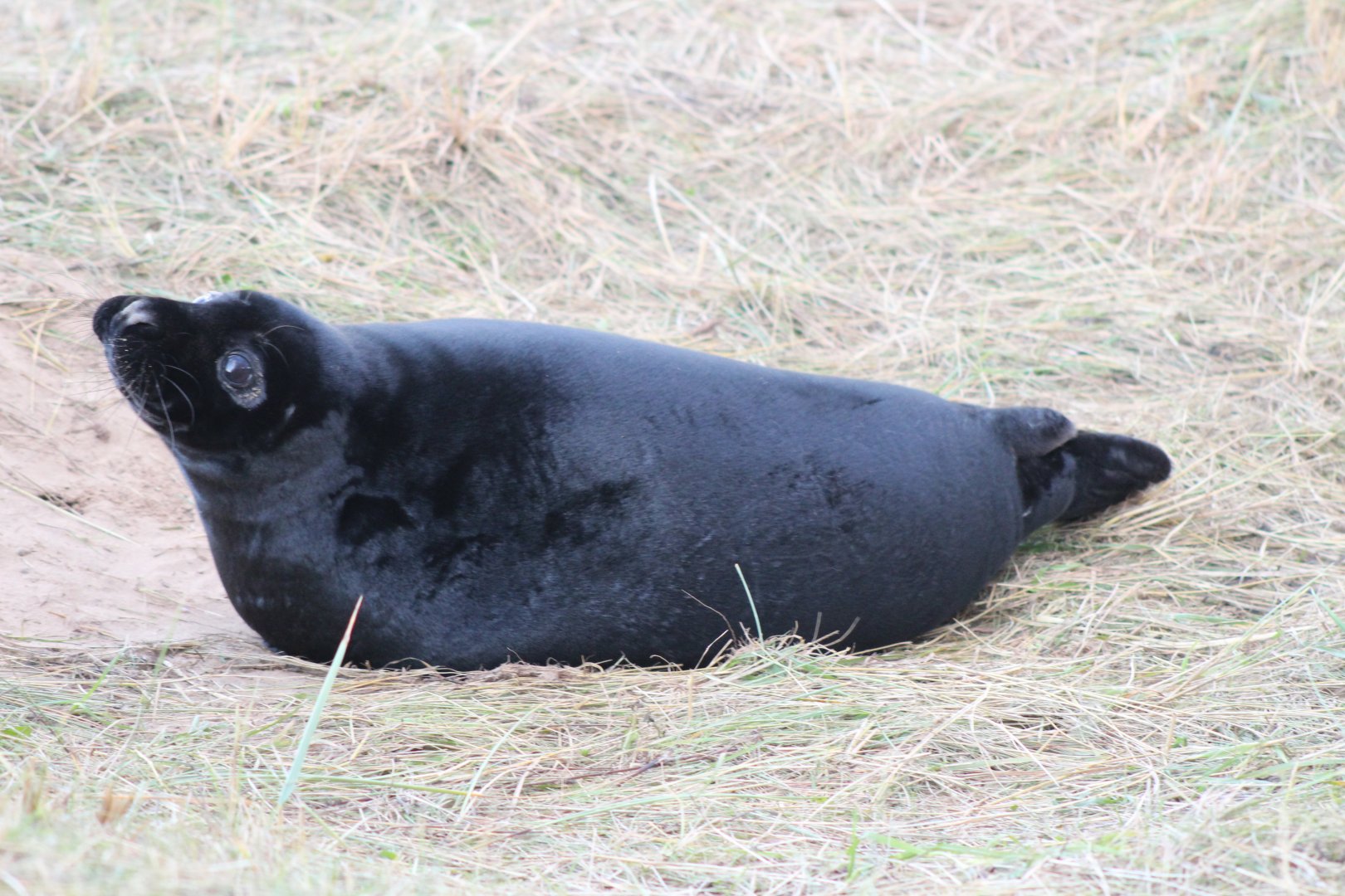 Young Grey Seal