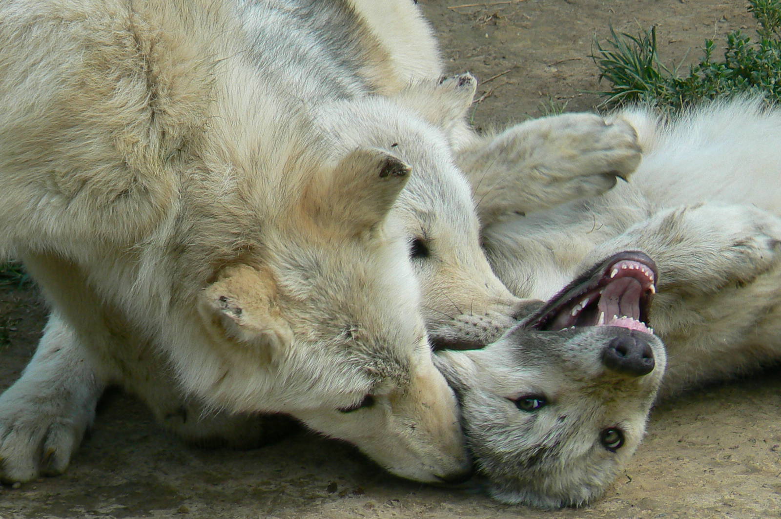 Young grey wolves
