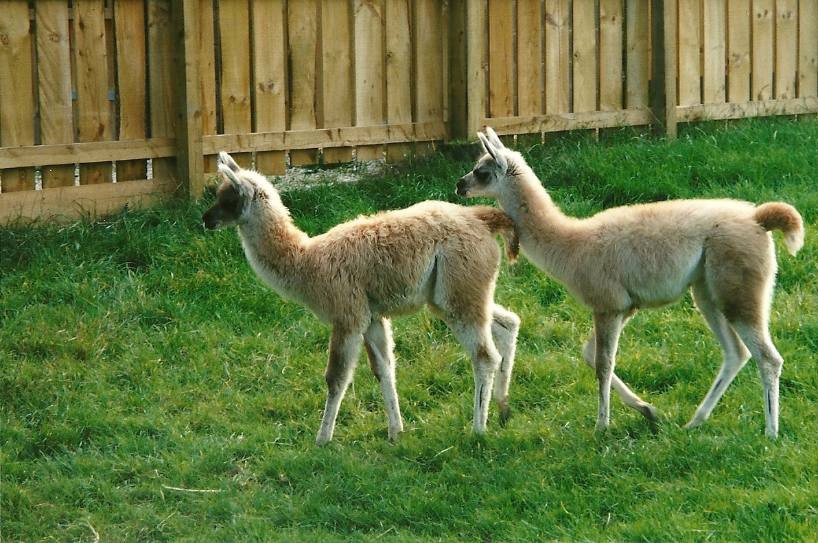 Young Guanacos, 23rd September 2000