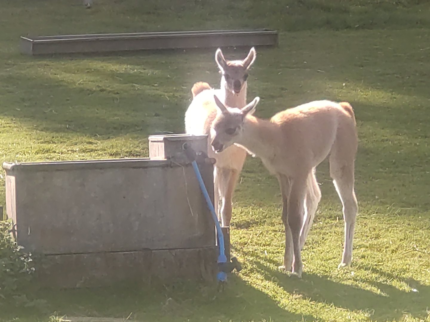 Young Guanacos  3/9/23