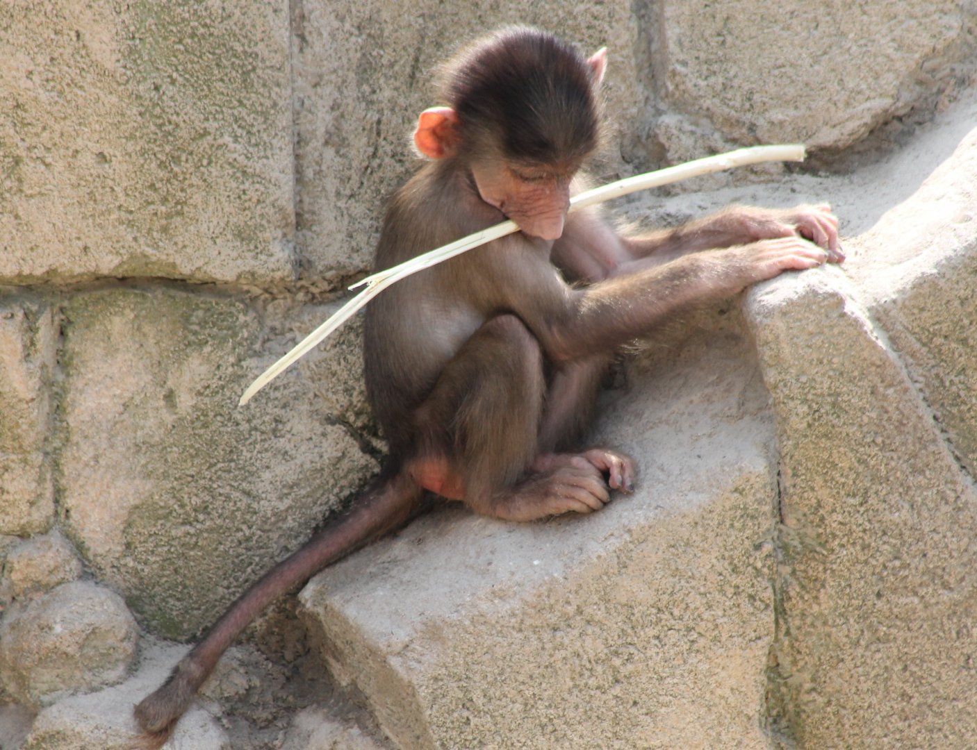 Young Hamadryas baboon