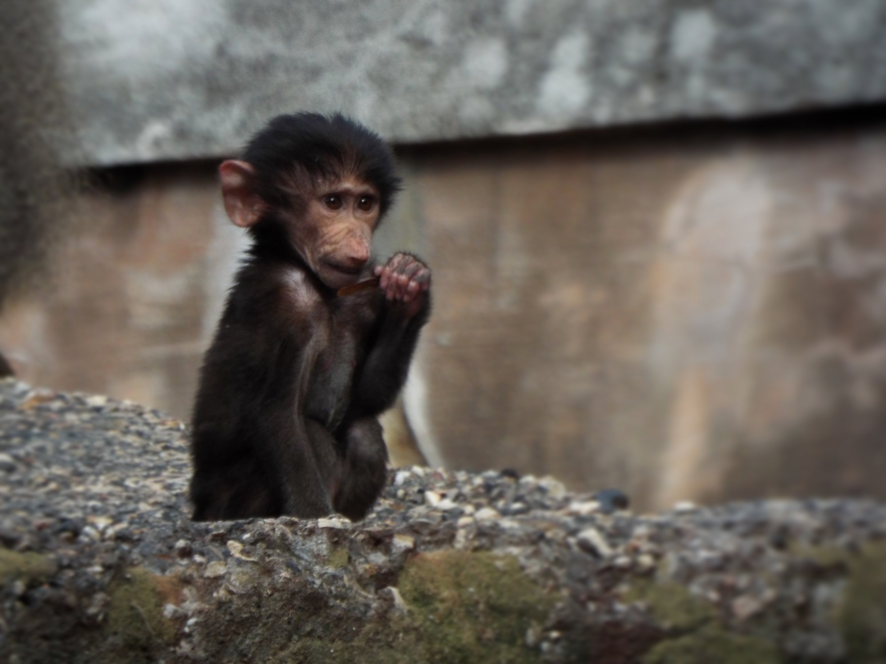 Young Hamadryas Baboon