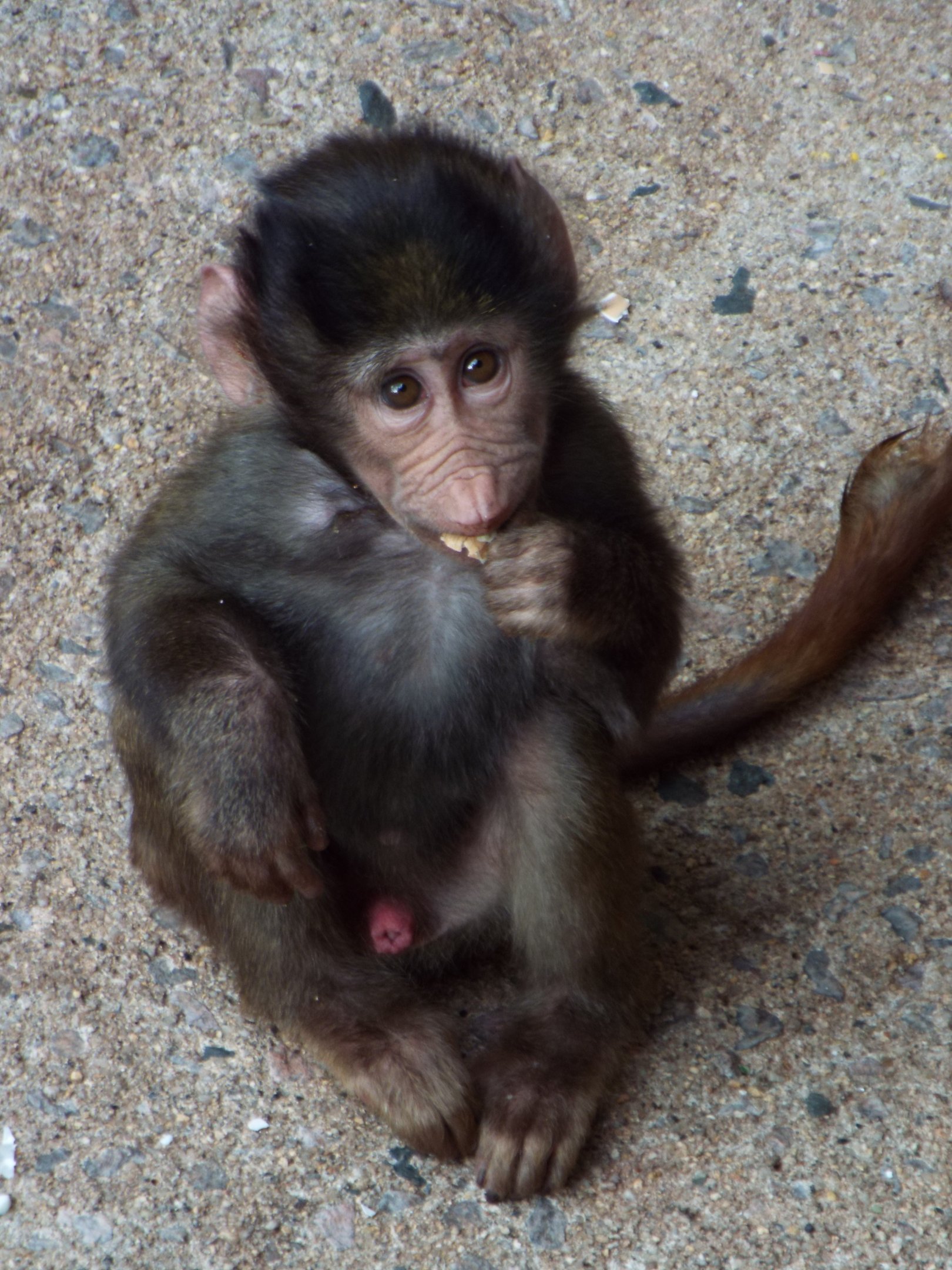 Young Hamadryas Baboon