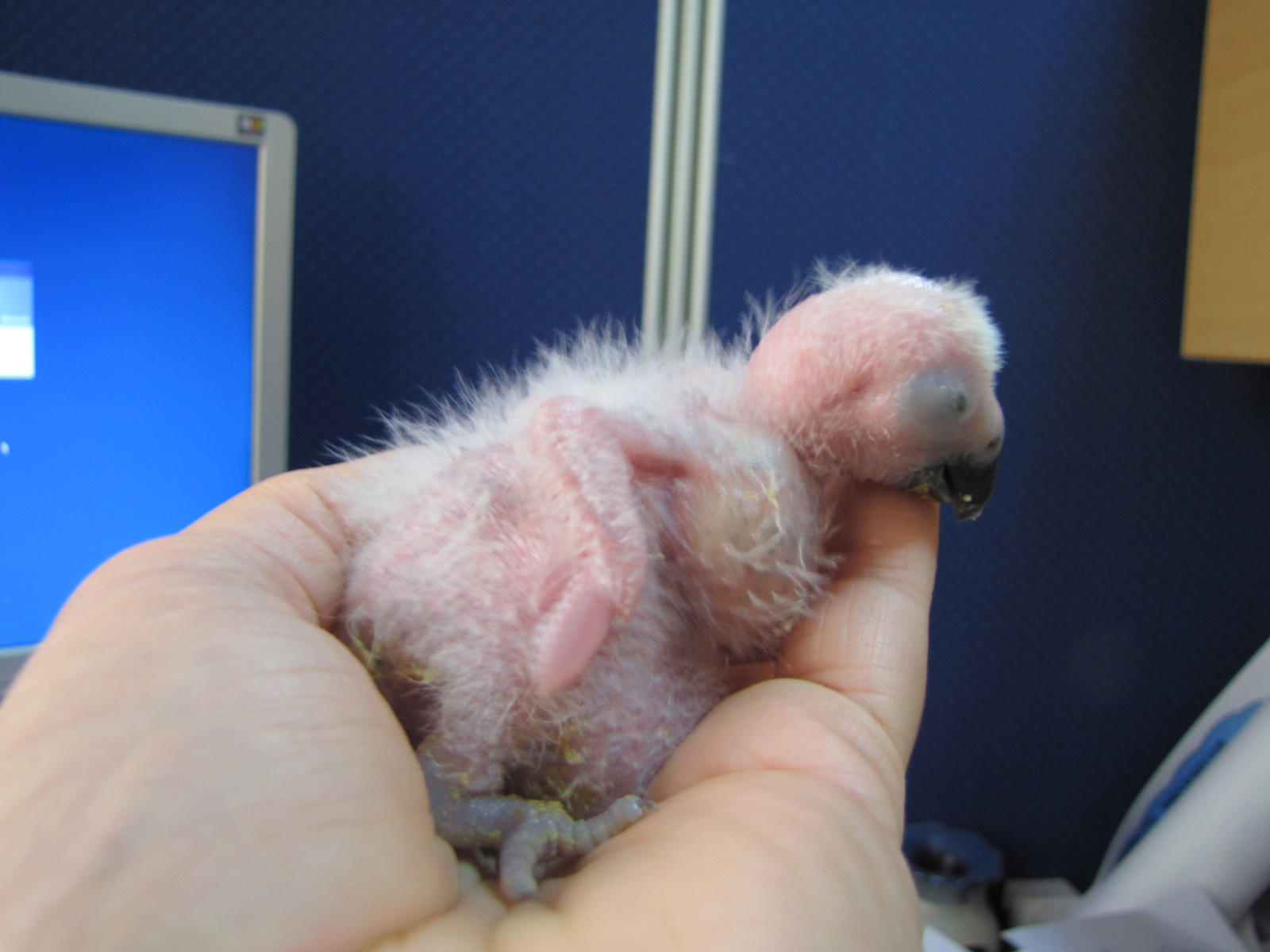 Young hand reared  African grey parrot in kuwait zoo