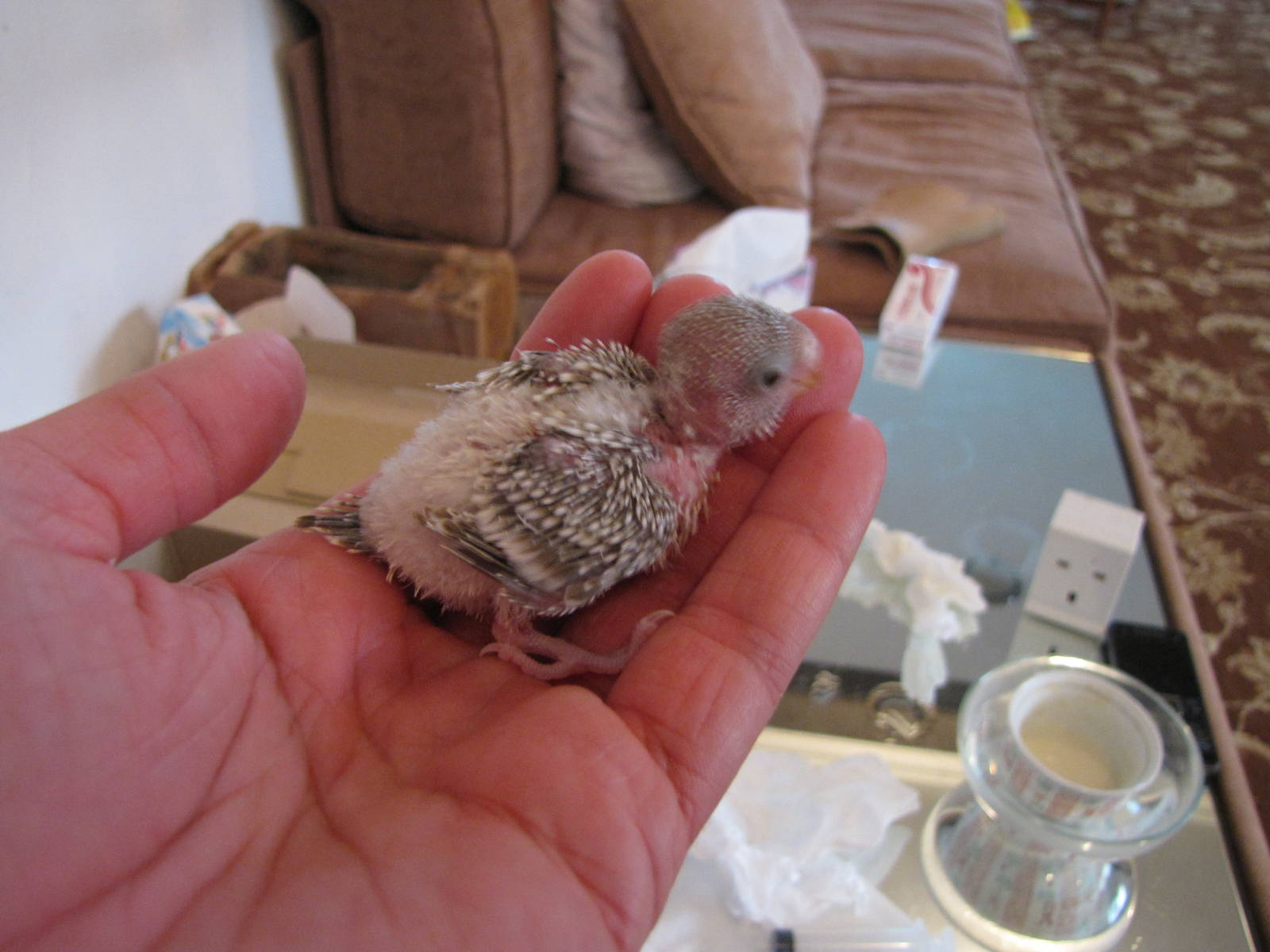 Young hand reared budgerigar in kuwait zoo