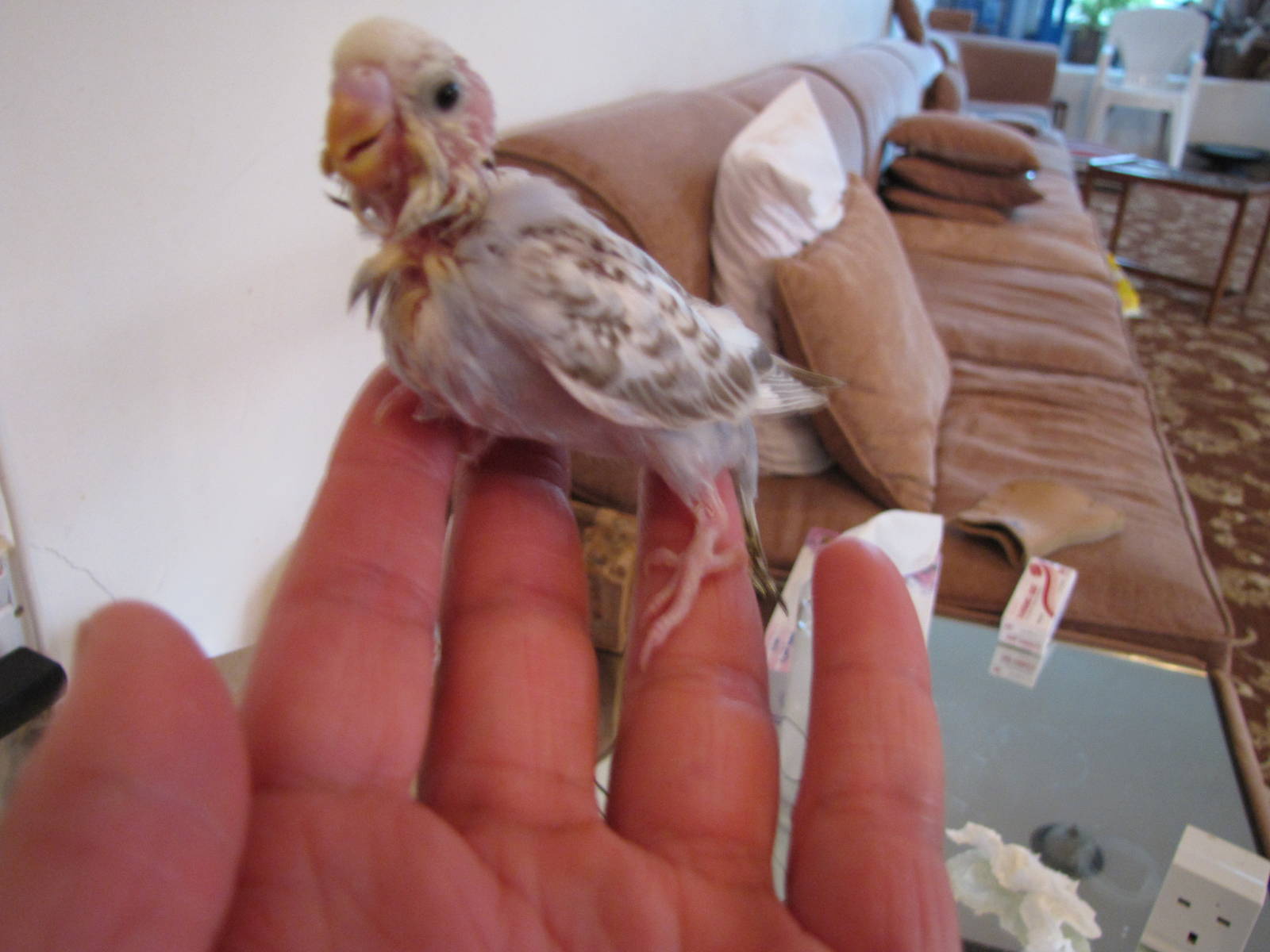 Young hand reared  budgerigar in kuwait zoo