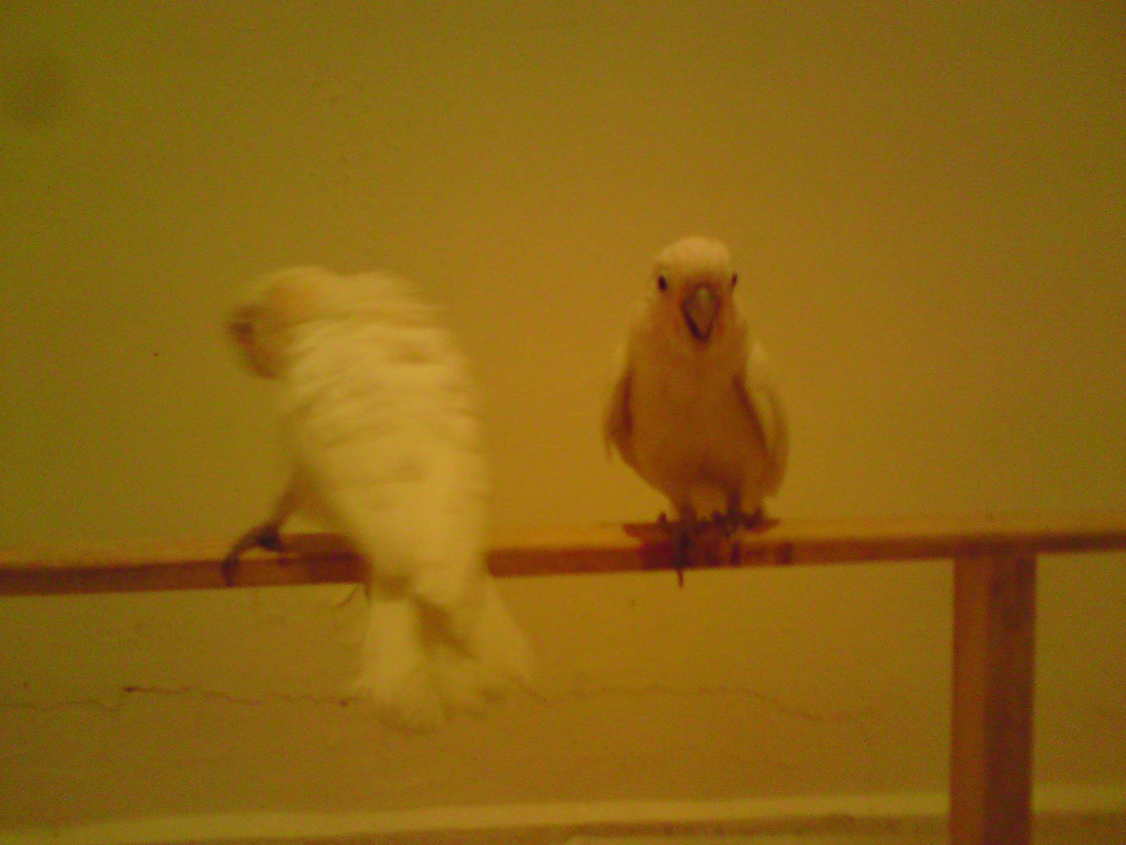 Young hand reared Goffin's cockatoo in kuwait zoo
