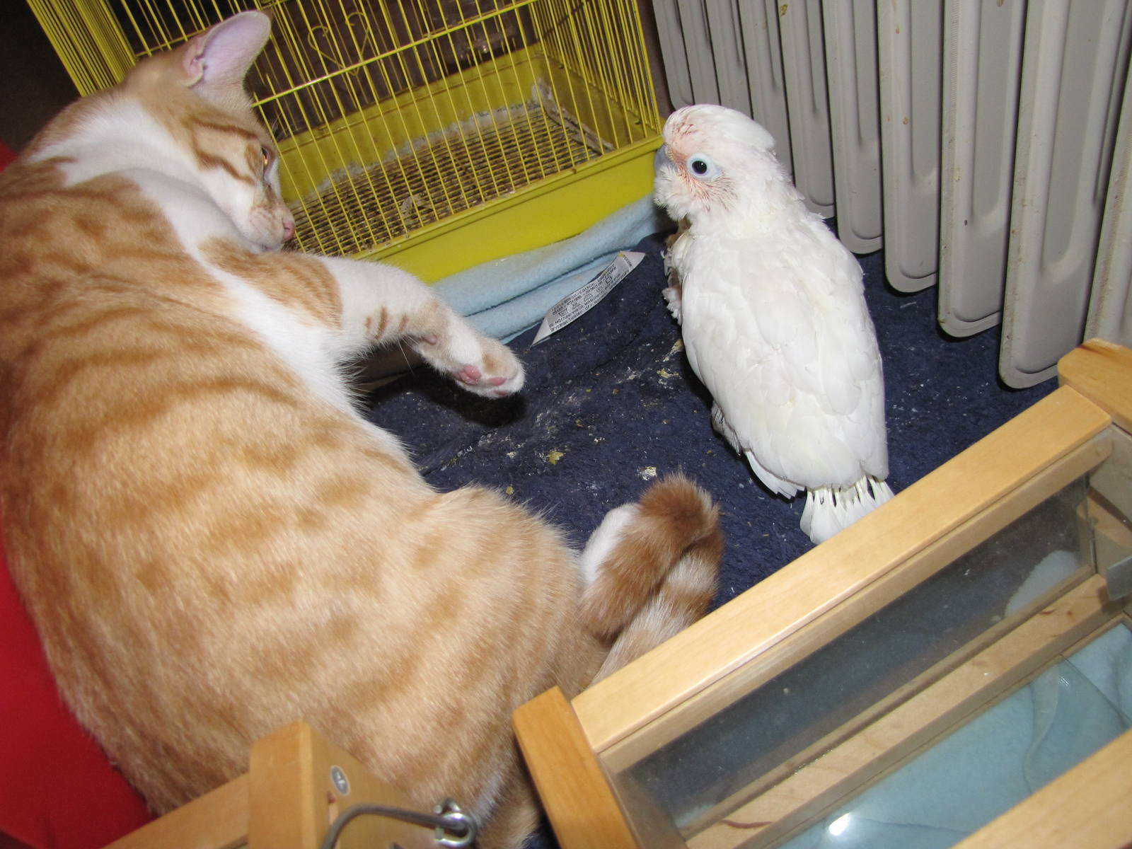 Young hand reared Goffin's cockatoo in kuwait zoo